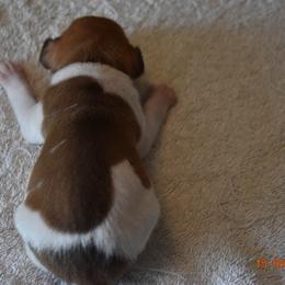 Boy 4 - Rat Terrier puppy in White City, Oregon from Walkabout Australian Kelpies and Rat Terriers