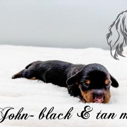 John - Black and tan male Dachshund puppy in Prairieville, Louisiana from Southern Barron Danes & Dachshunds
