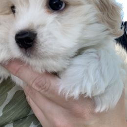 Havanese Puppies from Coco’s Puppies