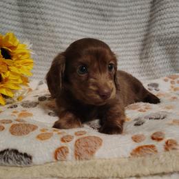 Gage - Brindle male Dachshund puppy in Hudson, Michigan from Mittentail Kennel Miniature Dachshunds & Australian Shepherds