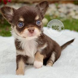 Spark - Chocolate and tan female Chihuahua puppy in Forsyth, Georgia from Brooks Grove Canines LLC