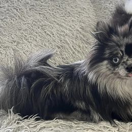 Pomeranians from Dalton’s Pomeranians