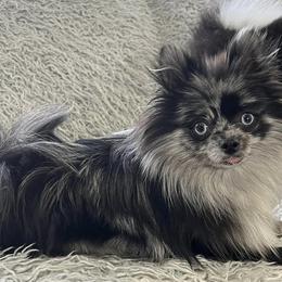 Pomeranians from Dalton’s Pomeranians