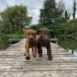 Labrador Retriever Puppies from Gochee Labs