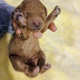 Pink - Apricot female Poodle puppy in Big Rapids, Michigan from Meeker's Ridge Standard Poodles