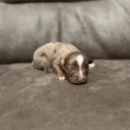 Bourbon - Fall Sale - Red merle male Miniature Australian Shepherd puppy in Oronogo, Missouri from Dutton's Show Me Farms