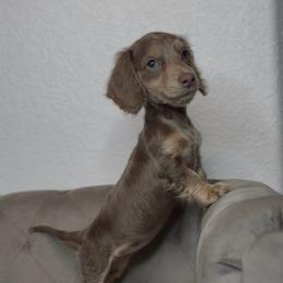 Buffy - Fawn (isabella) and tan female Dachshund puppy in Aubrey, Texas from Dollhouse Doxies LLC