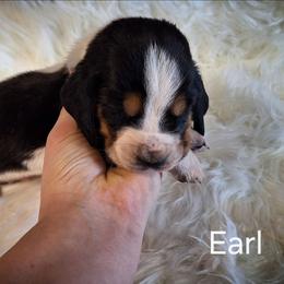 Earl - Mahogany and white male Basset Hound puppy in Mack's Creek, Missouri from Mack's Creek Basset Hounds