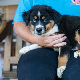 Eggnog - Black tri male Miniature Australian Shepherd puppy in Buna, Texas from R & C Kennels