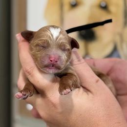 Boy 1 - Red  male Goldendoodle puppy in Wharton, Texas from Little Fur Friends