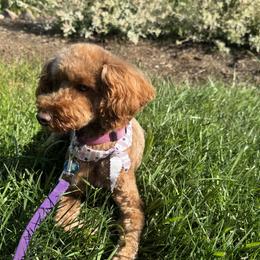 Winni - Poodle