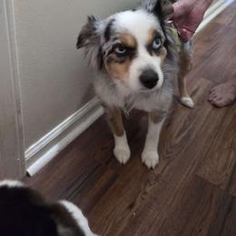 Tater Tot - Miniature Australian Shepherd