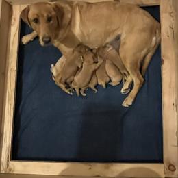 Girl 2 - female Labrador Retriever puppy in Eleva, Wisconsin from Dan's Labrador Retrievers