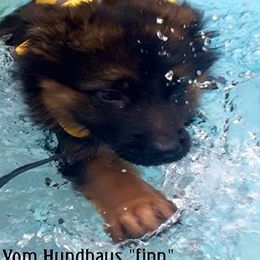 Berger Blanc Suisse and German Shepherd Puppies from Vom Hundhaus  Shepherds