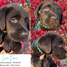 6th Pick of the Litter - Love Dove - Chocolate female Labrador Retriever puppy in Eaton Rapids, Michigan from Higher Ground Labradors