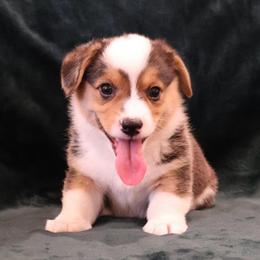 Patriot - Black and tan male Pembroke Welsh Corgi puppy in Arcanum, Ohio from Weissway Corgis