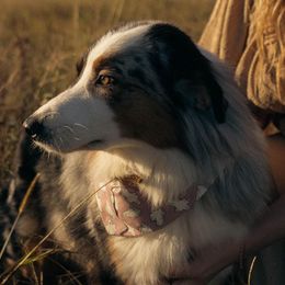 Lainey Lou - Australian Shepherd