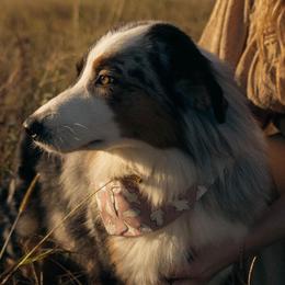 Lainey Lou - Australian Shepherd