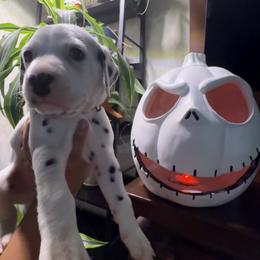 Jimmy - White and black male Dalmatian puppy in Hastings, Florida from Love My Spotty Dalmatians
