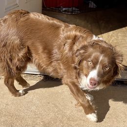 Lexi  - Miniature Australian Shepherd
