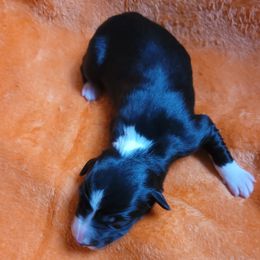 Ember - Black and white female Border Collie puppy in Watsontown, Pennsylvania from Kate Gresham