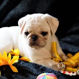 Pug Puppies from Pugs R 4 U in KY