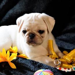 Pug Puppies from Pugs R 4 U in KY