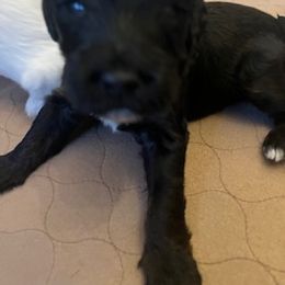 Dina - Black Portuguese Water Dog puppy in Brentwood, New Hampshire from Charly's Angels Portuguese Water Dogs