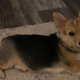 American Corgis from Lucky Chance Ranch Corgis