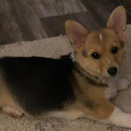 American Corgis from Lucky Chance Ranch Corgis