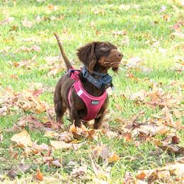 Jessie - Dachshund