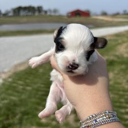Yorkshire Terrier Puppies from Parti Patch Farm