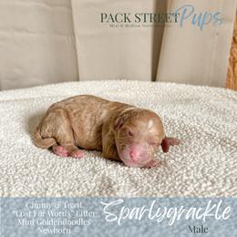 Sparlygrackle - Apricot male Goldendoodle puppy in Paxville, South Carolina from Pack Street Pups