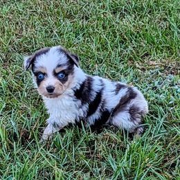 Picasso - Blue merle male Miniature Australian Shepherd puppy in Lufkin, Texas from Texas Lil Cowdogs