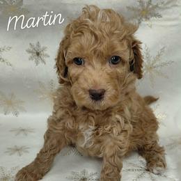 Martin - Red  male Goldendoodle puppy in Eau Claire, Wisconsin from Fisher River Doodle's