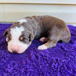 Leo - Red tri-color male Australian Shepherd puppy in Charlotte, North Carolina from Awesome Aussies