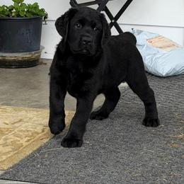 Gypsy - Black female Labrador Retriever puppy in Maynardville, Tennessee from Three Bears Labradors