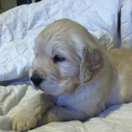 Golden Retriever and Labrador Retriever Puppies from Golden Hills Retrievers