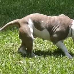 American Bullies from Voodoo Productions