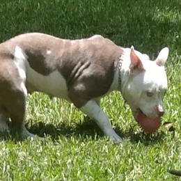 American Bullies from Voodoo Productions