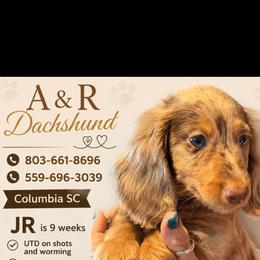 JR - Dapple male Dachshund puppy in Columbia, South Carolina from A&R Dachshund
