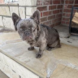 Boy 2 - Liver male French Bulldog puppy in Davis, Oklahoma from Dreampups