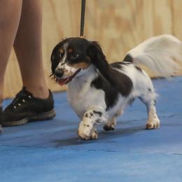 Preacher - Dachshund