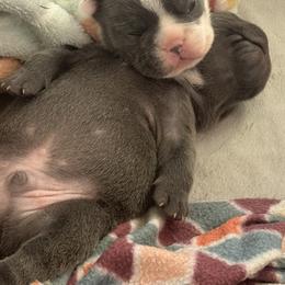 French Bulldog Puppies from The Frenchie Ravine Connection LLC