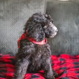 Goldendoodle Puppies from Doodle Me This Goldendoodles