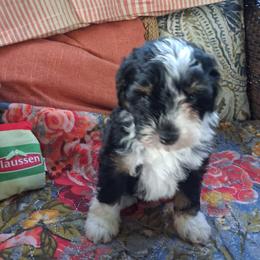 Pickles 12 lbs - Tri-color female Bernedoodle puppy in Clermont, Florida from Sammy's Puppies