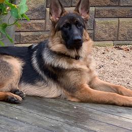 German Shepherd Puppies from Central Coast German Shepherds