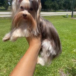 Milo - Yorkshire Terrier