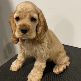 Cocker Spaniel Puppies from Palmtree Cockers