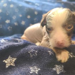 Hlf2 - White and chocolate female Chinese Crested puppy in New Castle, Pennsylvania from Long Rotts & Long Haul Cresteds